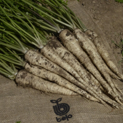 Pietruszka Monica F1 100 tyś. nasion B-Mox Primed ST